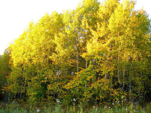 34180 (a): :1024x768